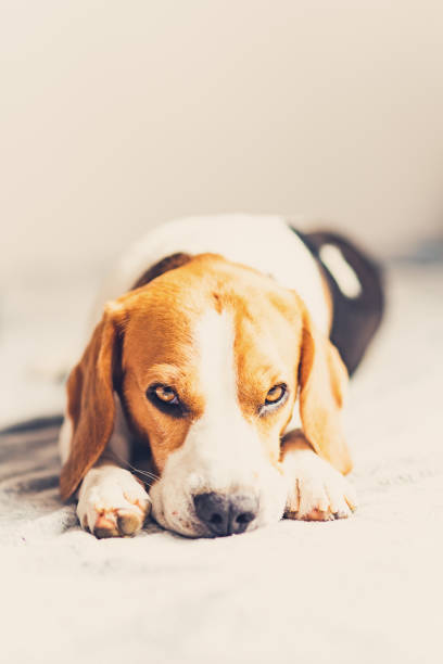 istock Dog lying down on sofa in bright room on blanket. Copy space 1170383595