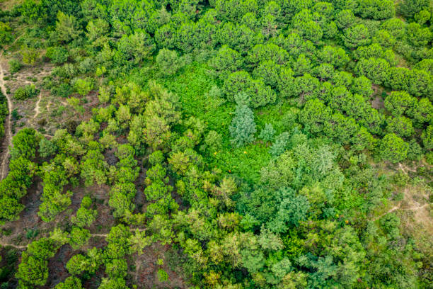 istock Green forest foliage aerial view 1170383611