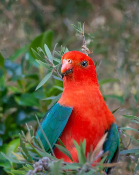 Australian king-parrot in the wild