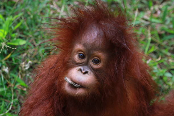 Closeup face baby orangutan sumatra, baby animal closeup stock photo