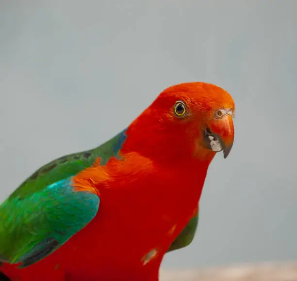Close up of male Australian parrot, king parrot Alisterus scapularis