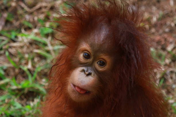 Closeup face baby orangutan sumatra, baby animal closeup stock photo