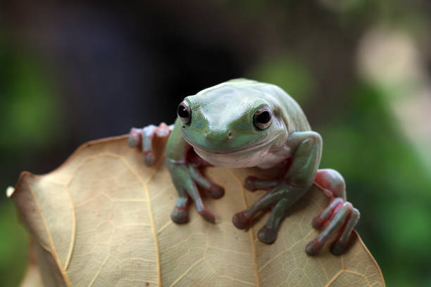 Green tree frog on leaves, australian dumpy frog closeup stock photo