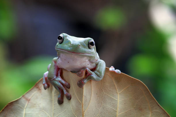 Green tree frog on leaves, australian dumpy frog closeup stock photo