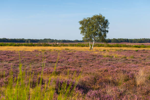 istock Purple heather in bloom 1170385095