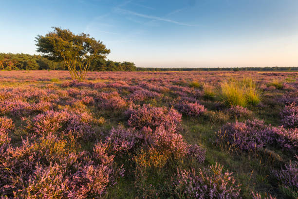 istock Heather fields blooming purple in afternoon sunlight 1170385123