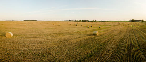 istock Agricultural field full of hay rolls during warm summer sunset. Panoramic view. 1170385927