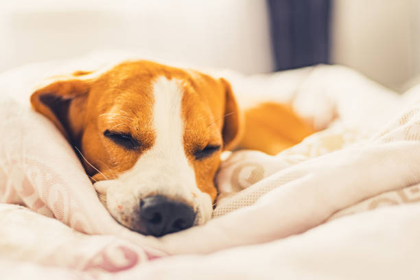 istock Beagle dog snuggled up and asleep in human bed. 1170385982