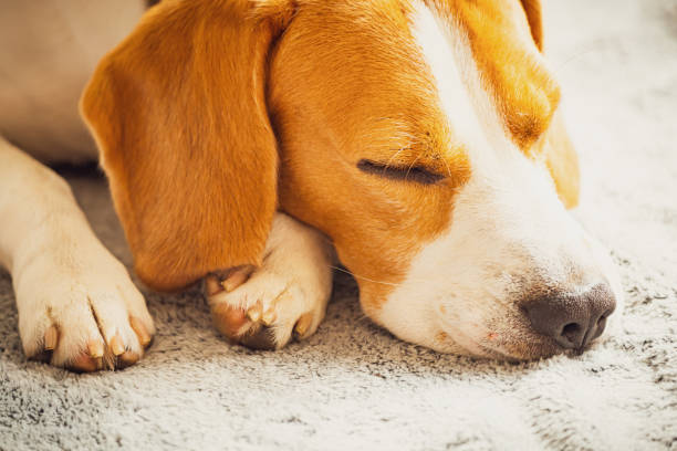 istock Beagle dog sleeping on a couch. Closeup of paws and canine muzzle 1170386052
