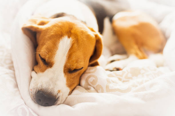 istock Beagle dog snuggled up and asleep in human bed. 1170386073