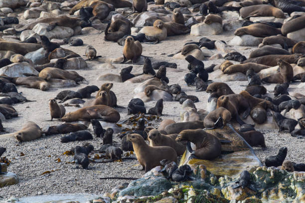 istock lousy with sea lions 1170386083