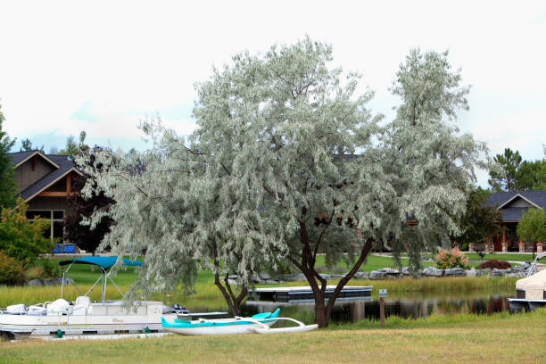 idílica ubicación acuática de bigfork montana para paseos en barco y residencias - montana water landscape nature fotografías e imágenes de stock