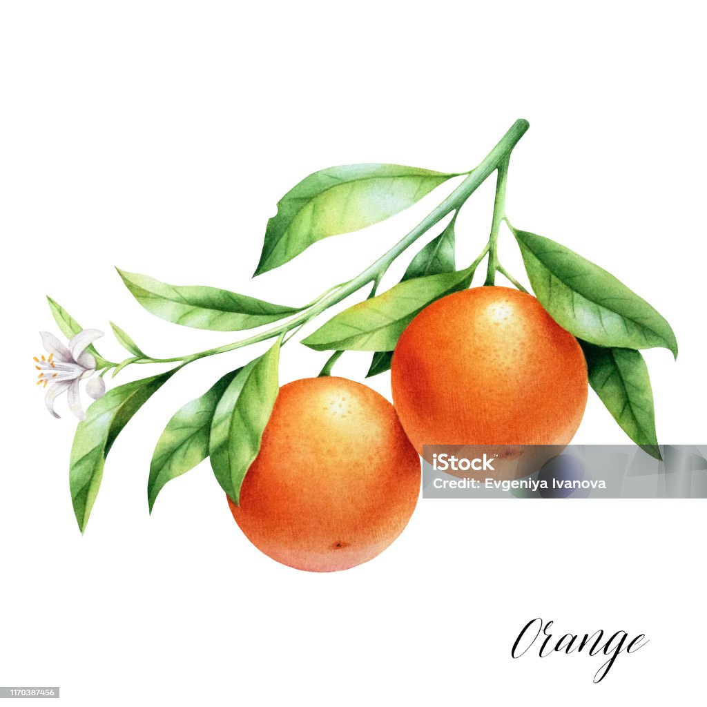 Cách Ly Hai Quả Cam Trên Cành Cây Ảo Ảnh Màu Nước Của Cây Cam Quýt ...