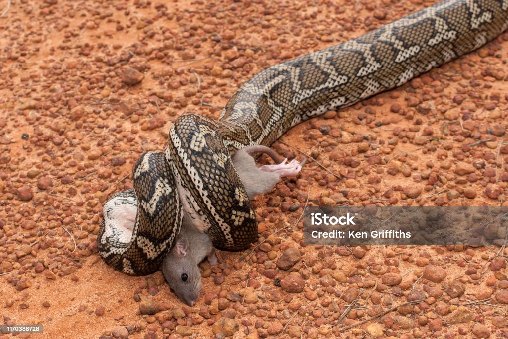 Aus Python's Australian Carpet Python Stock Photo - Download Image Now - Australia ...