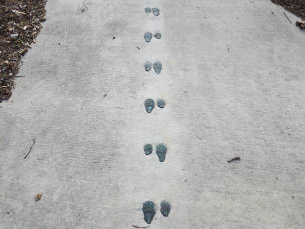 animal tracks or foot prints on grey cement sidewalk