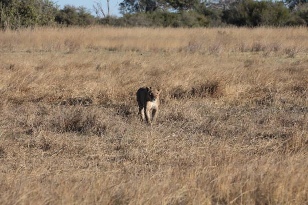 istock Lions in the Okavango Delta, Botswana, Africa 1170392376