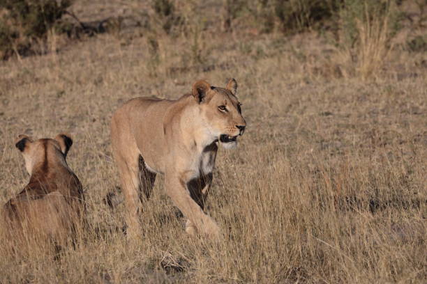 istock Lions in the Okavango Delta, Botswana, Africa 1170393488