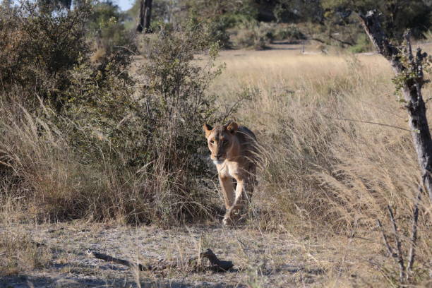 istock Lions in the Okavango Delta, Botswana, Africa 1170393519