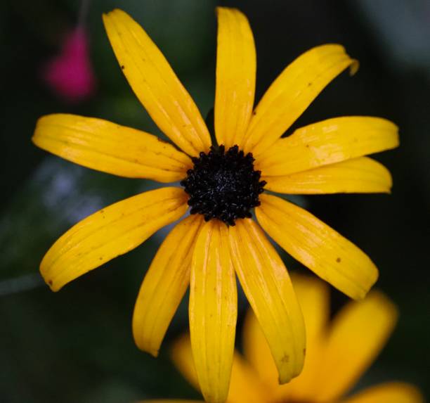 istock Black eyed susan 1170398201