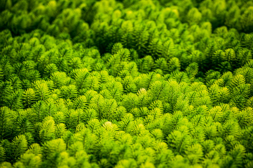 Green color, environment, growth, pond