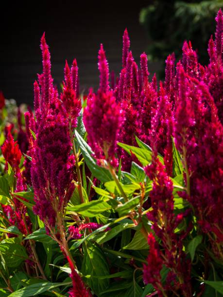 Celosia Flowers Fall seasonal Celosia flowers pink dre stock pictures, royalty-free photos & images