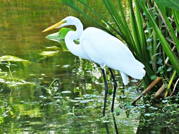 istock Great Egret (Ardea alba) resting in the Florida wetlands 1170400040