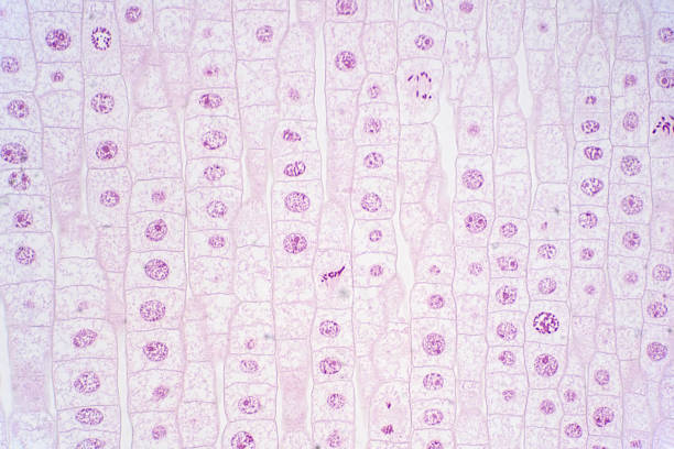 istock Root tip of Onion show Mitosis cell in the Root tip under the microscope view. 1170400503