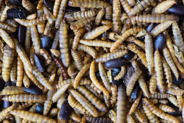 istock Dried mealworm and beetle pet food. 1170401600