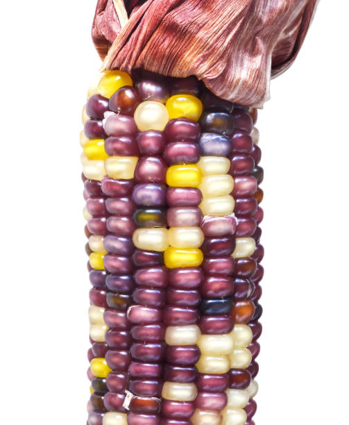mais di selce viola - autumn corn indian corn decoration foto e immagini stock