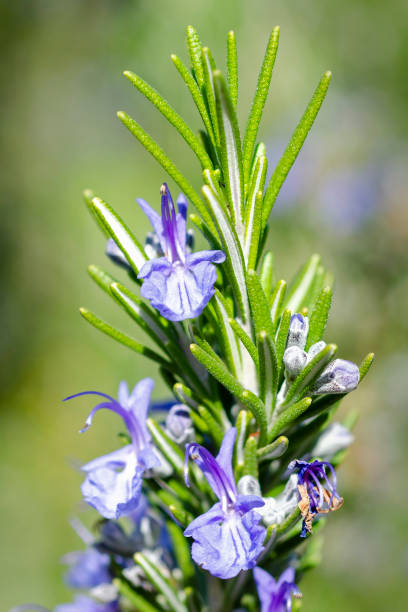 istock rosemary, Rosmarinus officinalis 1170408631