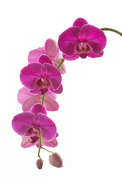 istock Purple orchids on a vine. 1170409946