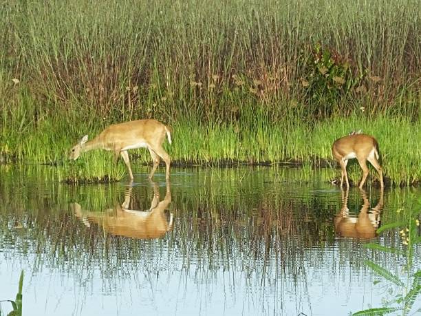 istock White-tailed Deer (Odocoileus virginianus) - Doe and Fawn grazing in a lake 1170412322