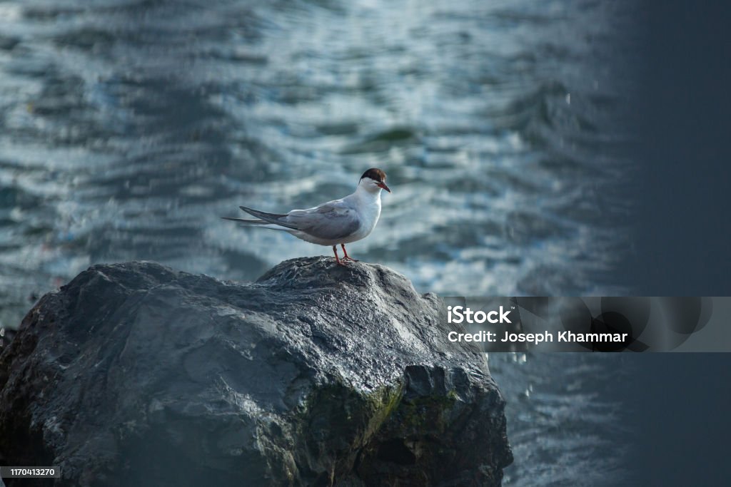 Brooklyn Laughing Gull on the Hudson Bird found on the jetty on the Hudson in Bay Ridge Brooklyn Animal Stock Photo