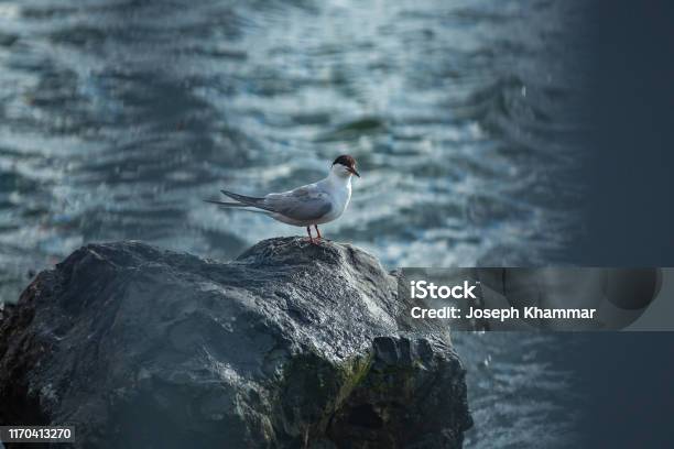 Brooklyn Laughing Gull On The Hudson Stock Photo - Download Image Now - Animal, Beak, Beauty
