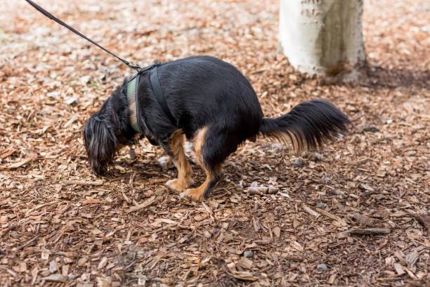 istock small dog defecating in an outdoor park 1170413869