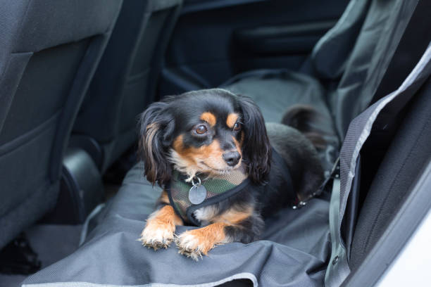 istock Small dog in back seat of car secured safely 1170413871