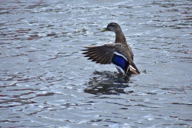 istock Duck landing in water 1170414337