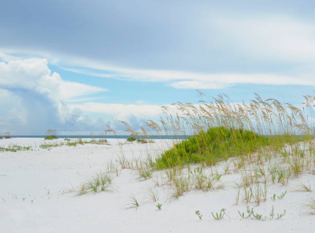 istock Sea Oats on a White Sand Florida Beach 1170415052