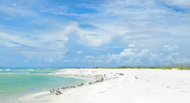 istock Panorama a White Sand Beachon the Florida Gulf Coast 1170415053