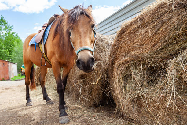 istock A brown arabian horse with a saddle on his back bowed his head and eats hay from a dry stack 1170415190