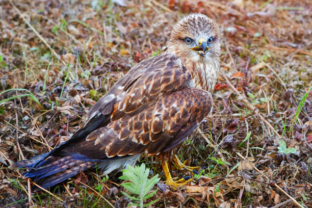 istock Chick Milvus migrans close-up. He still does not know how to fly, but is not afraid of anything and allows him to come close to himself. 1170415456