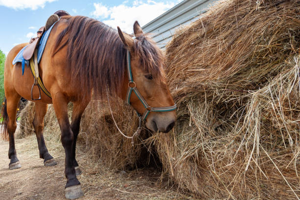 istock A brown arabian horse with a saddle on his back bowed his head and eats hay from a dry stack 1170415923