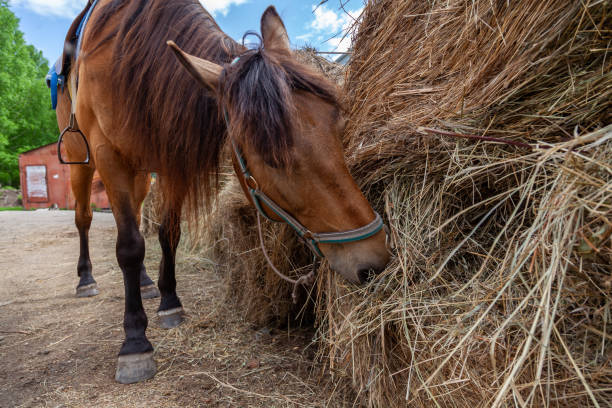 istock A brown arabian horse with a saddle on his back bowed his head and eats hay from a dry stack 1170416199