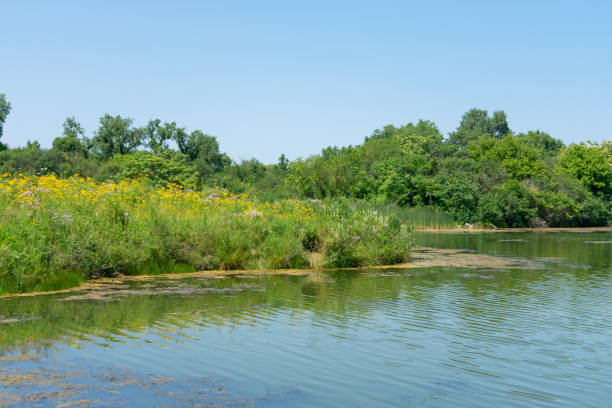 Native Plants and Flowers along the Shore of a Water Filled Quarry in Lemont Illinois A water filled quarry with a shoreline of native plants and flowers during summer in the Chicago suburb of Lemont Illinois illinois nature stock pictures, royalty-free photos & images
