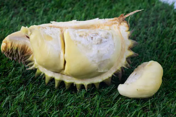 Photo of Durian fruit Famous fruits