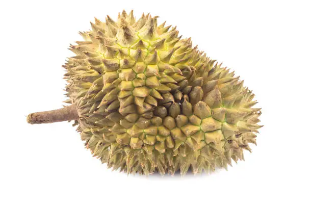 Photo of Durian fruit Famous fruits