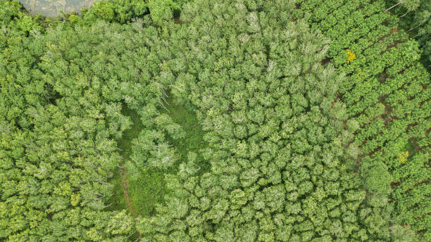 istock Aerial view Rubber tree forest, Top view of rubber tree and leaf plantation. 1170419554