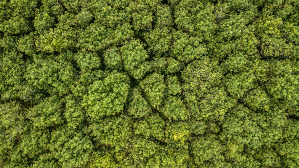 istock Aerial view Rubber tree forest, Top view of rubber tree and leaf plantation. 1170419599