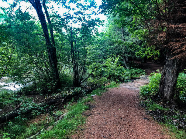 istock Trail through forest at Dells of Eau Claire County Park 1170419806