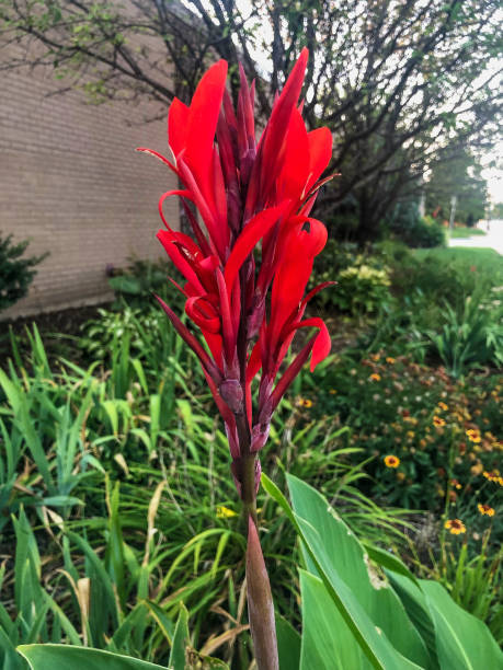istock Tall red gladiolus flower in garden 1170419889